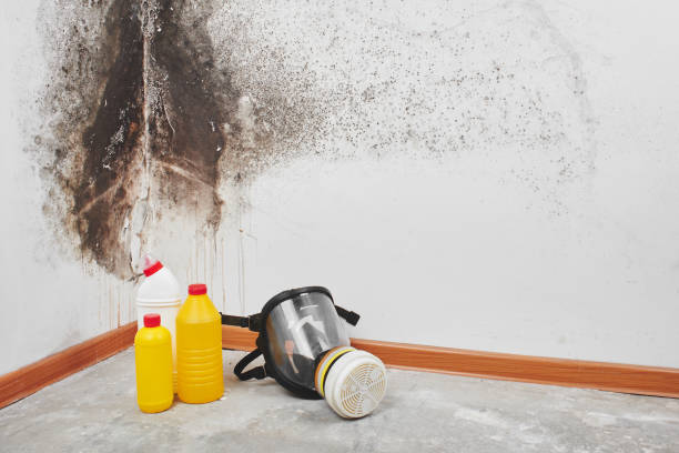 Best Attic Mold Removal  in Palm City, FL