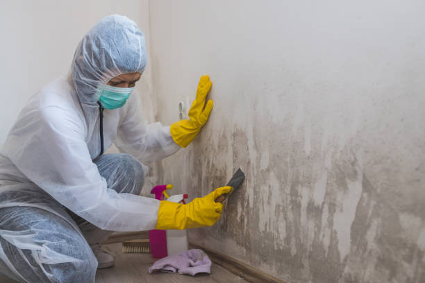 Best Professional Mold Removal  in Palm City, FL