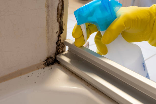 Best Toxic Mold Removal  in Palm City, FL