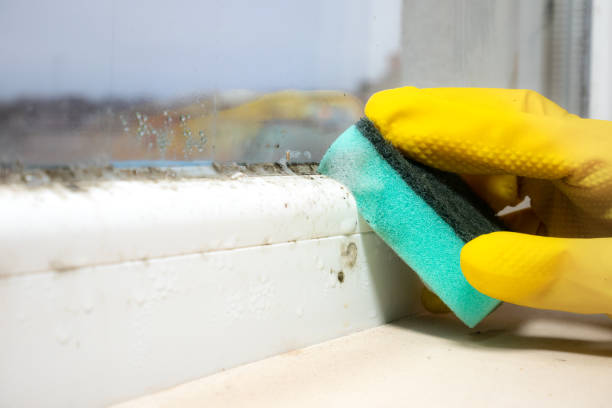 Best Residential Mold Removal  in Palm City, FL