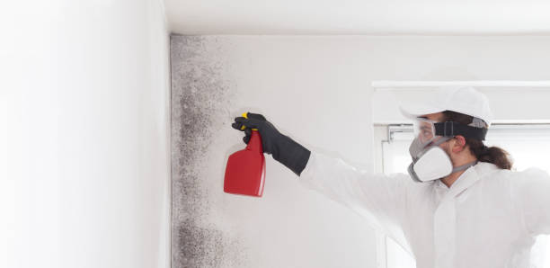 Best Mold Removal Company Near Me  in Palm City, FL