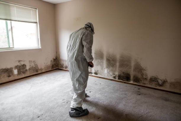 Mold Removal and Inspection in Palm City, FL