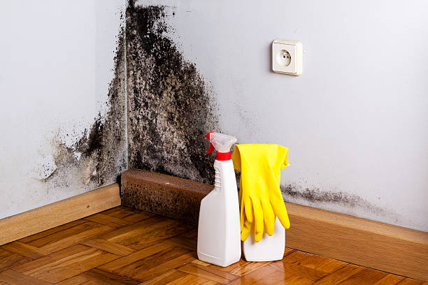 Best Mold Cleaning Services  in Palm City, FL