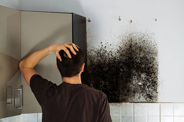 Best Toxic Mold Removal  in Palm City, FL