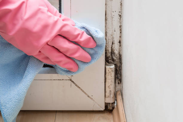 Best Office Mold Removal Services  in Palm City, FL