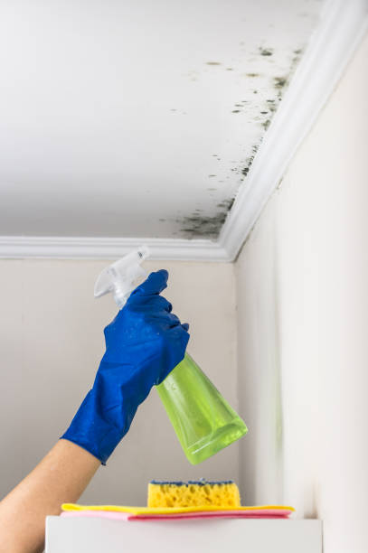 Best Mold Remediation  in Palm City, FL